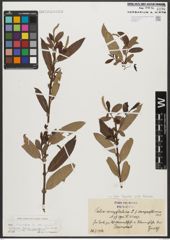 Foto von Salix triandra subsp. triandra L.